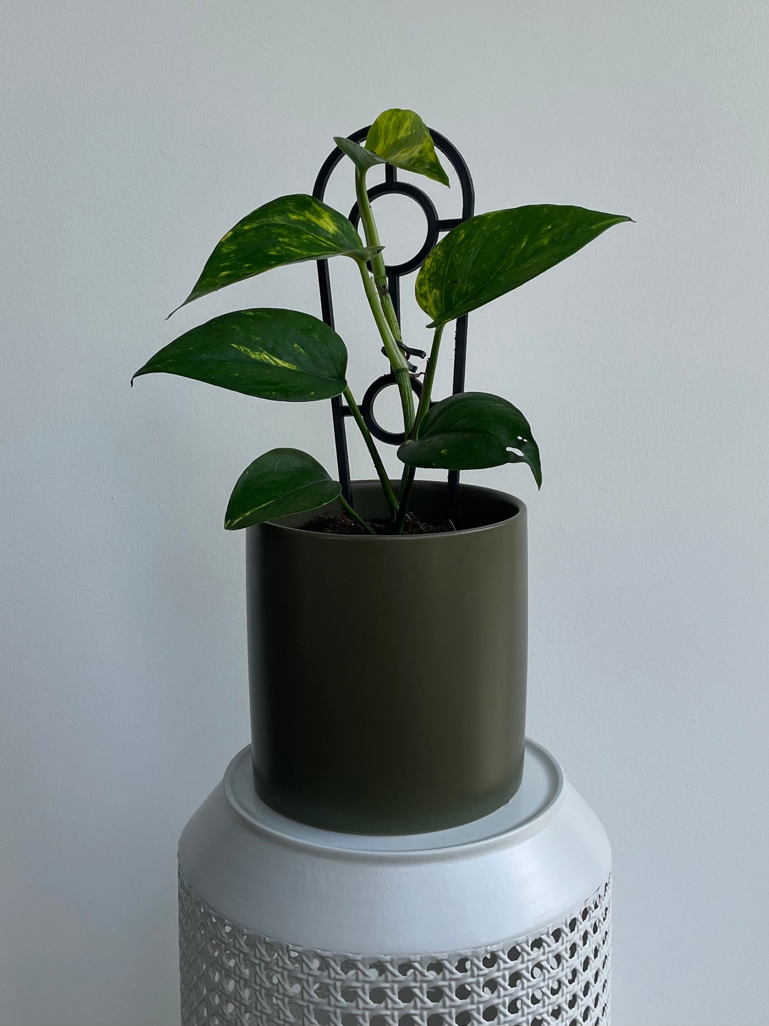Plants