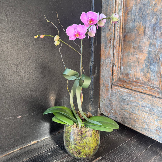 Premium Orchid