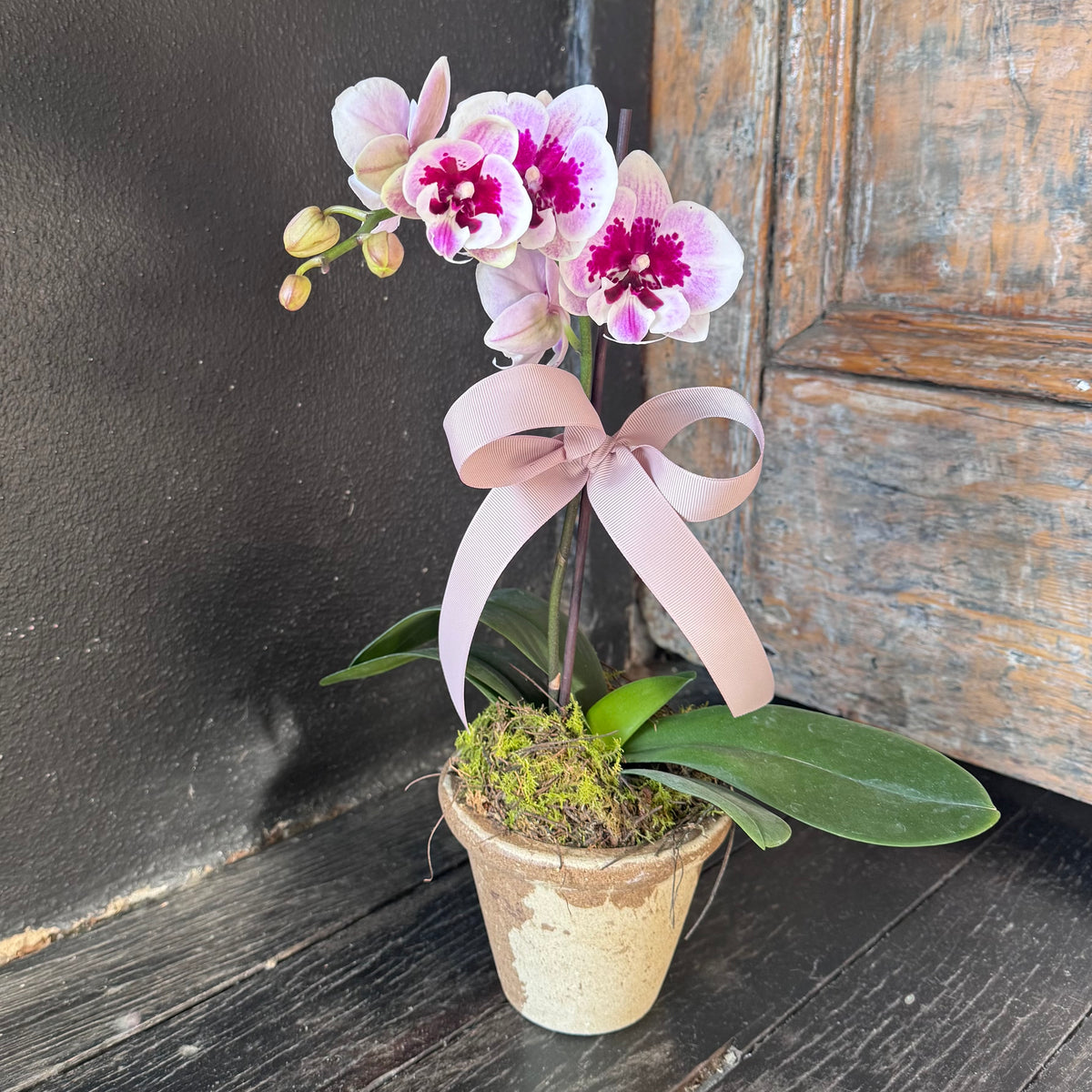 Mini Orchid