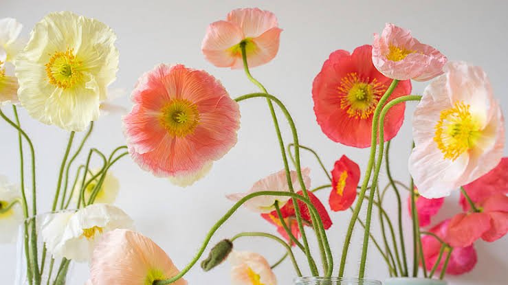 BENDIGO FLORIST Delivery Flowers Spring