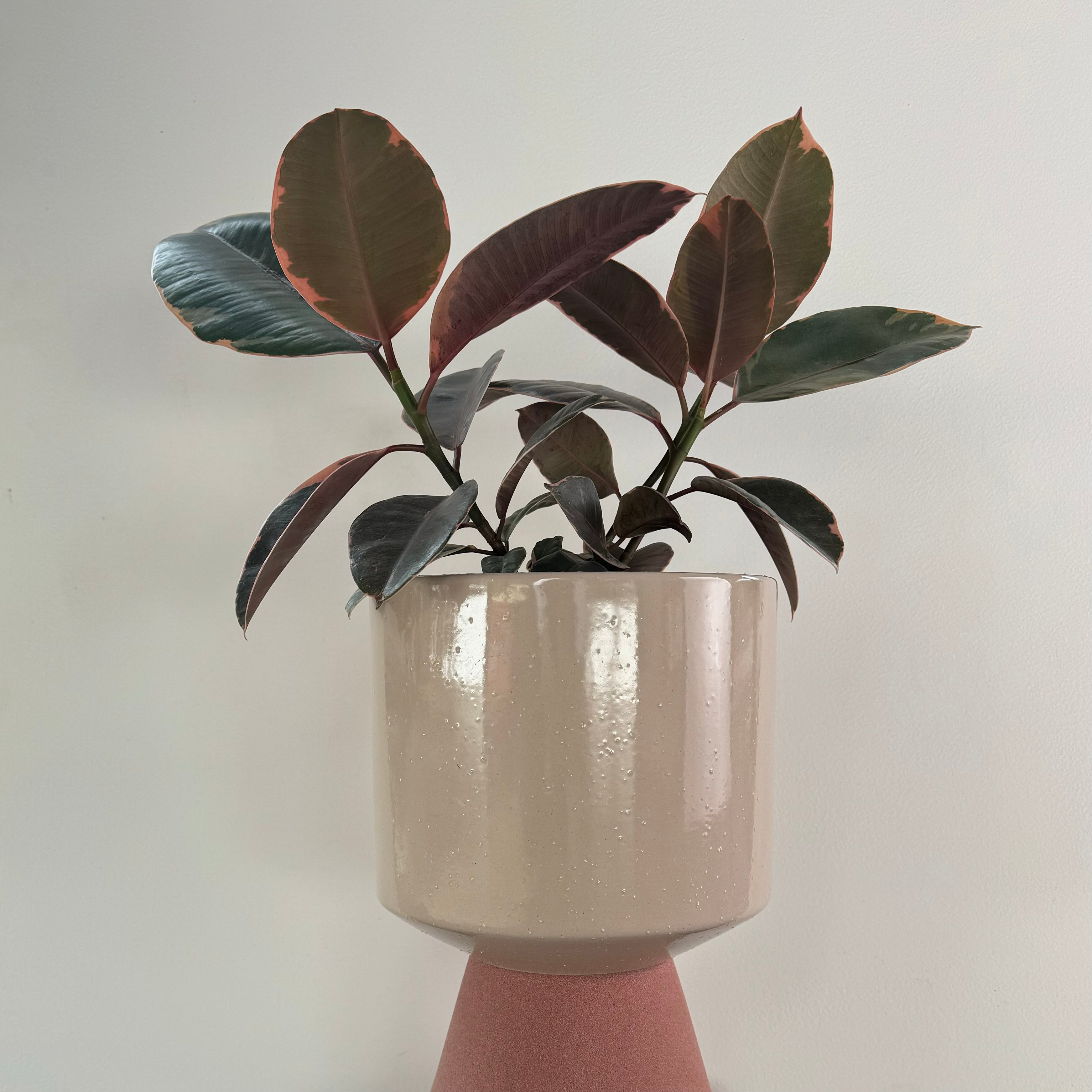 Indoor Plant Gift