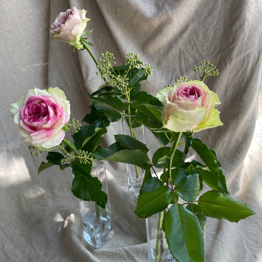Single Garden Rose in Vase