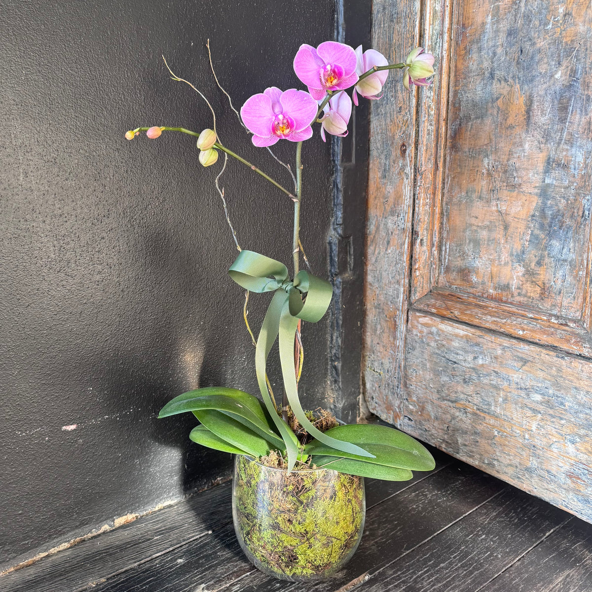Premium Orchid