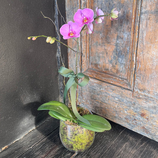 Premium Orchid