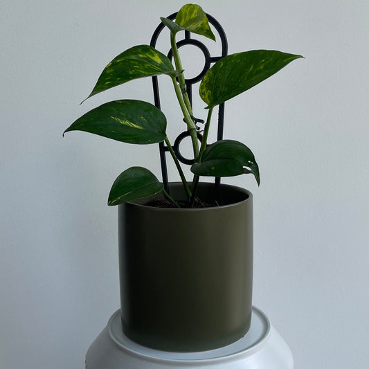 Indoor Plant Gift