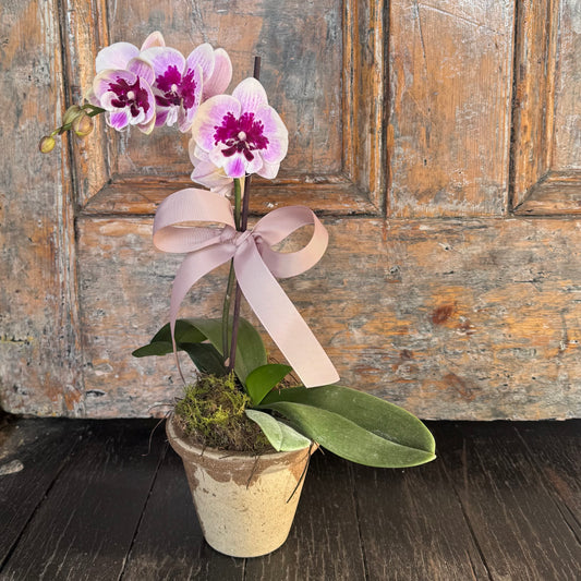 Mini Orchid