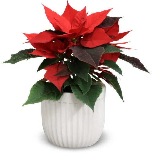 Christmas poinsettia plant with ceramic pot.